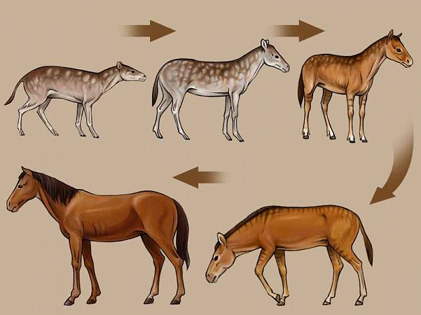 История появления лошади
